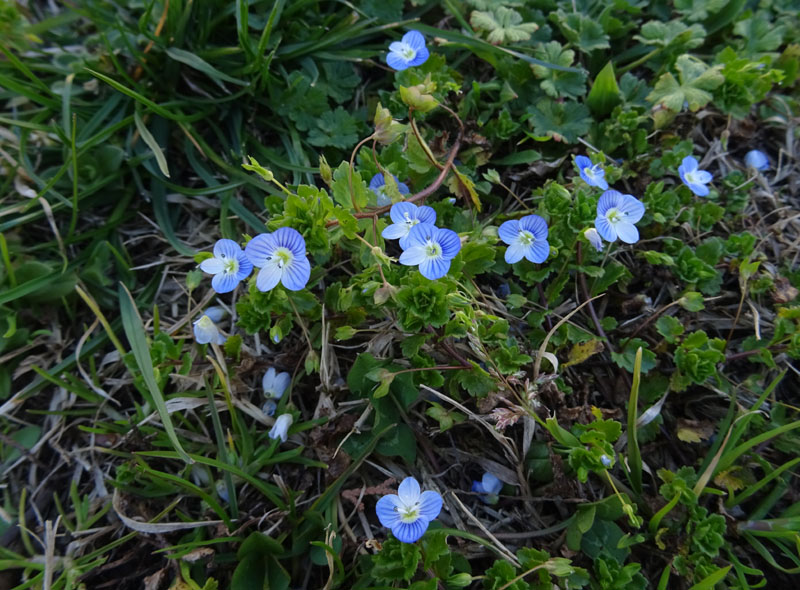 Veronica persica / Veronica di Persia